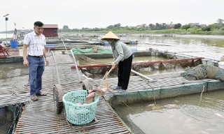 Giá bán giảm, thời tiết khắc nghiệt gây áp lực kép lên người nuôi cá lồng ở Bắc Ninh
