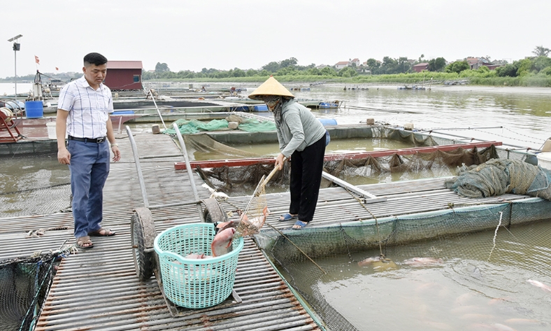  Giá bán giảm, thời tiết khắc nghiệt gây áp lực kép lên người nuôi cá lồng ở Bắc Ninh