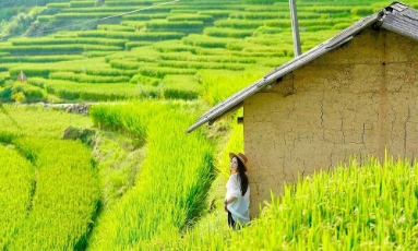  7 trải nghiệm không nên bỏ lỡ ở Y Tý mùa lúa chín