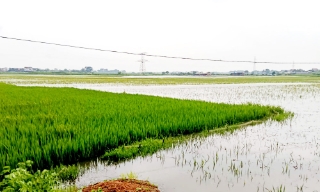 Bắc Ninh: Mưa lũ khiến 80 hộ dân phải di dời, hơn 1.690 ha diện tích lúa, hoa màu bị ngập