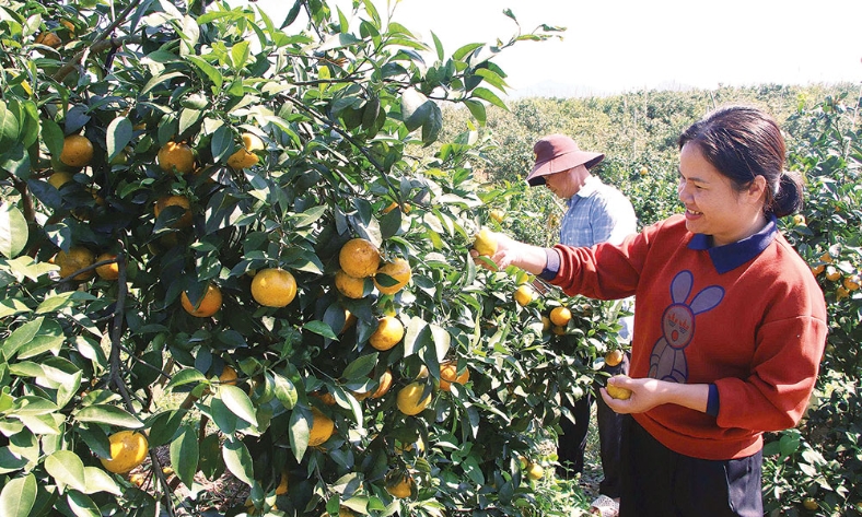  Xã Dương Hưu: Chú trọng kinh tế lâm nghiệp  gắn với xây dựng nông thôn mới