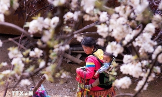 Sơn La: Ngỡ ngàng mùa hoa sơn tra nở trắng bản Nậm Nghiệp