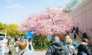 Du khách chiêm ngưỡng hoa anh đào nở sớm ở Tokyo, Nhật Bản