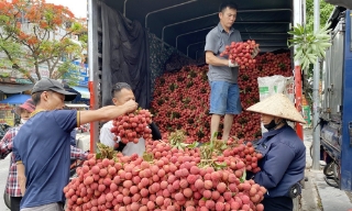Vải thiều Bắc Ninh lập kỷ lục doanh thu hơn 7.200 tỷ đồng