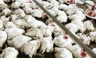 Xác định nguyên nhân khiến hơn 20 nghìn con gà chết hàng loạt ở Phượng Sơn