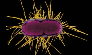 Công nghệ vi khuẩn biến đổi gene tạo thực phẩm từ không khí