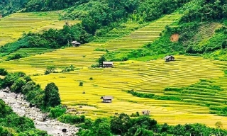 Kinh nghiệm đến Nậm Cang ngắm lúa vàng