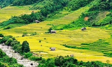  Kinh nghiệm đến Nậm Cang ngắm lúa vàng