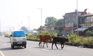 Cảnh báo nguy cơ tai nạn giao thông từ việc thả rông gia súc trên đường