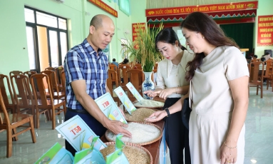  Bắc Ninh: Mô hình sản xuất giống lúa T58 đạt năng suất hơn 70 tạ/ha 
