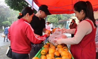 Hỗ trợ tiêu thụ cam vàng Hà Giang