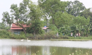 Xuất hiện đôi chim thiên nga tại khu vực hồ nước phường Bồng Lai (Bắc Ninh)
