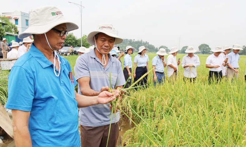  Giống lúa Ngọc Nương 9 năng suất đạt gần 68 tạ/ha