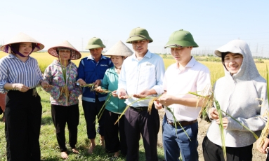  Lợi ích kép từ mô hình xử lý rơm rạ theo hướng tuần hoàn