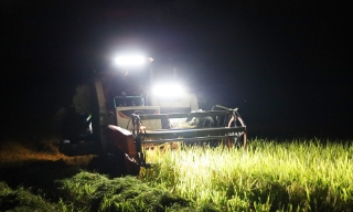 Bắc Ninh: Nắng nóng cực độ, nông dân ra đồng gặt lúa ban đêm 