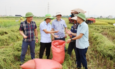  Bắc Ninh: Năng suất lúa xuân đạt hơn 64 tạ/ha, tăng 0,5 tạ/ha so vụ xuân năm 2025