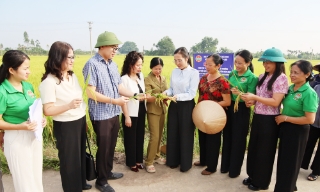 Bắc Ninh: Mô hình gieo cấy giống lúa TĐ25 thân thiện với môi trường đạt năng suất 280-300 kg/sào