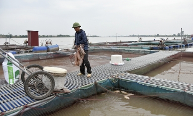  Siết chặt bảo vệ môi trường vùng nuôi cá lồng trên sông trước nắng nóng