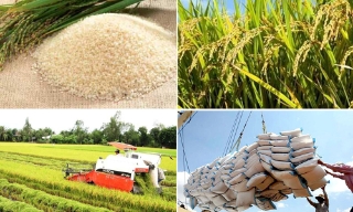 Nghiên cứu thông tin về giải pháp để gạo Việt giữ vị trí xuất khẩu thứ hai thế giới