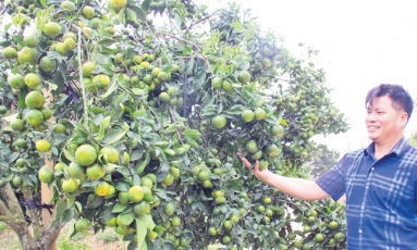  Thủ phủ cây có múi: Tất bật vào vụ mới