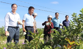 Sử dụng phân bón hữu cơ mang lại hiệu quả cao