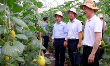  Bắc Ninh khảo nghiệm thành công nhiều giống lúa, hoa màu năng suất cao