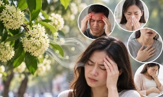 Mùi hoa sữa gây khó chịu, ai dễ bị ảnh hưởng?