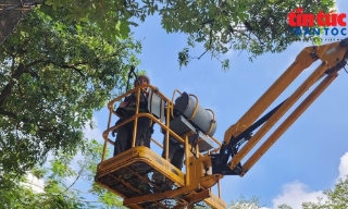 Hà Nội bắt đầu cắt tỉa chùm hoa của gần 1.000 cây hoa sữa