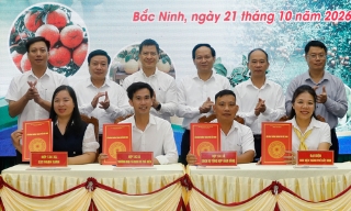Bắc Ninh: Đẩy mạnh kết nối tiêu thụ trái cây chủ lực