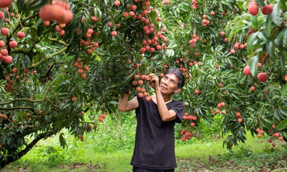 Mỹ mở thêm “cửa” cho vải thiều Bắc Ninh