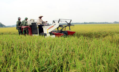 Dồn điền đổi thửa tạo tiền đề phát triển nông nghiệp hàng hóa