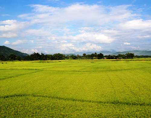 Bảo hộ cho nông dân 